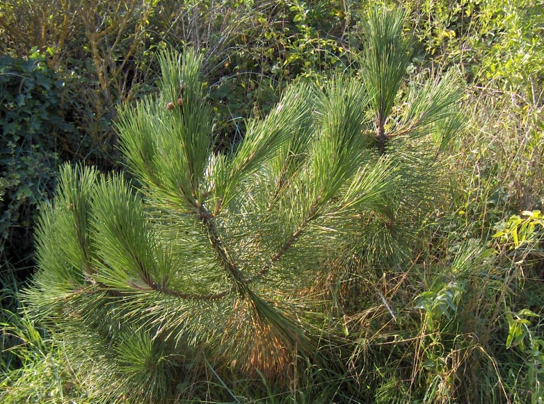 Borovica prímorská - Pinus pinaster